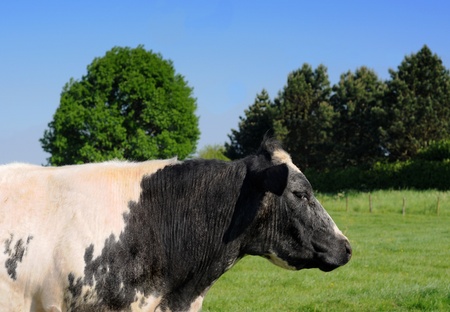 Black and white cow in meadow with trees in the backgroundの写真素材