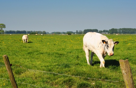 White cows in meadow under blue sky, shallow dofの写真素材