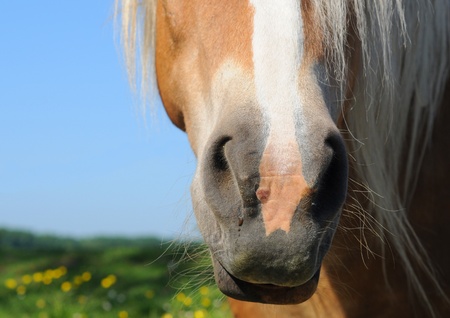 Macro of horse's snout, shallow depth of fieldの写真素材