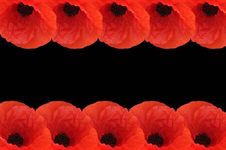 Arrangement of poppy's, border for your textの写真素材