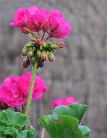 Close up of a pink pelargonium with buds, shallow dofの写真素材