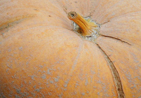 Pumpkin background, selective focusの写真素材