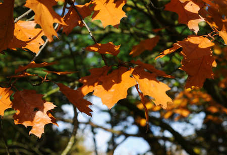 Autumn leafs, nature background, shallow dofの写真素材