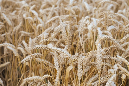 Ripe wheat, shallow dof, nature backgroundの写真素材