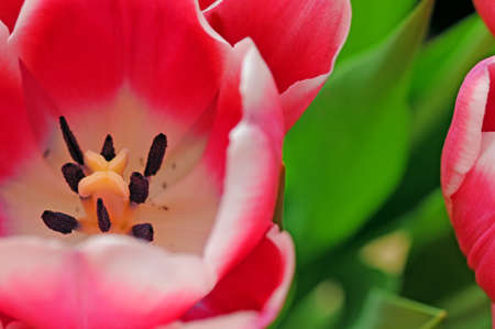 Red and white open tulip, shallow dofの写真素材