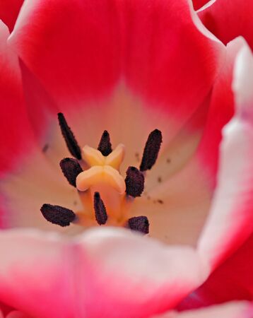 Red and white open tulip, shallow dofの写真素材