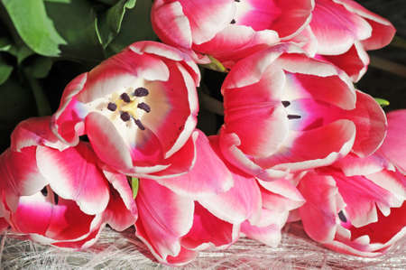 Red and white open tulips, shallow dofの写真素材