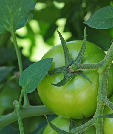 Unripe tomato on plantの写真素材