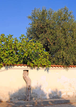 Wall build around tree in Italy, Pugliaの写真素材
