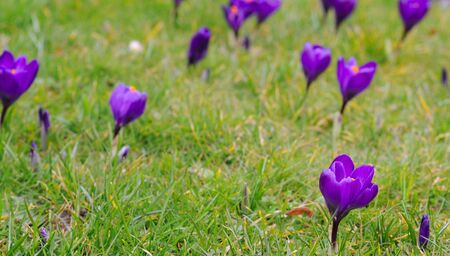 purple crocus iridaceae in the grass, selective focus