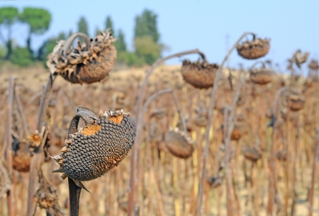 Field of drying sunflowers in Tuscany, Italy, Europe, selective focusの写真素材