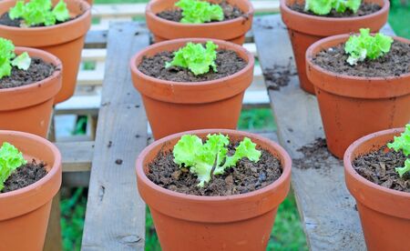 Lettuce seedlings lollo biondo  in terracotta pots, selective focusの写真素材