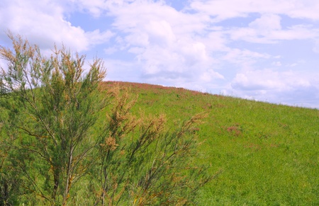 spring grasses and flowers, blue sky an white clouds in the crete senesi, tuscany, italyの写真素材