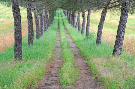 symmetric country road with vanishing point flanked with overgrown trees, selective focusの写真素材