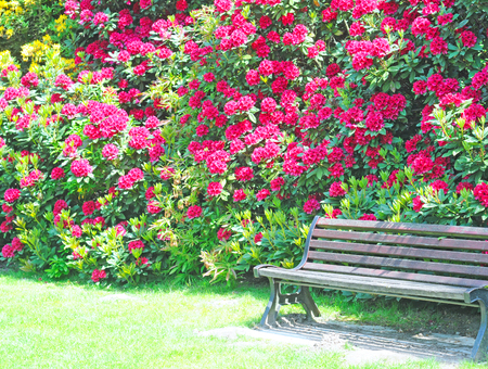Bench in the park and red rhododendron in full bloom on a bright sunny dayの写真素材