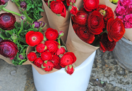 paeonia or peony in different shades of red, pink and purple in a market stall