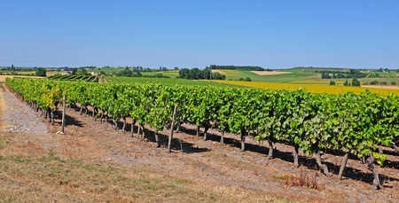 Vineyard with Pineau grapes in the Cognac region, department Charente-Maritime, in summertime, Franceの写真素材