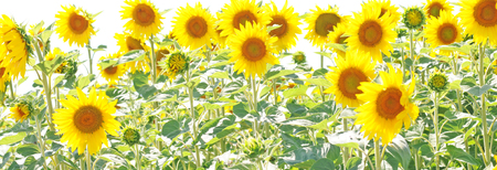 field of unripe sunflowers or helianthus in summer, selective focusの写真素材