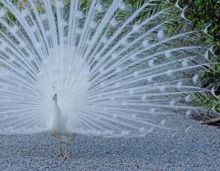 male white peacock  (pavo cristatus mutant) showing his beautiful feathers in full display, selective focusの写真素材