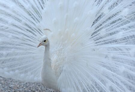 male white peacock  (pavo cristatus mutant) showing his beautiful feathers in full display, selective focusの写真素材
