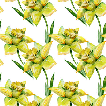 Seamless watercolor illustration of daffodils in green grass on white background. Banner with springtime motif may be used as background texture, wrapping paper, textile or wallpaper design.の写真素材