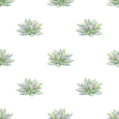 Watercolor succulents seamless pattern, echeveria illustration, botanical painting of dudleya and...