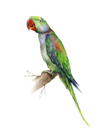 The Alexandrine parakeet. Watercolor of medium-sized green Alexandrine parrot. Vibrant tropical bird...