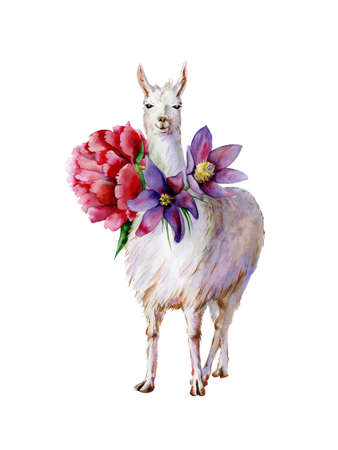 Cute watercolor of white alpaca with purple pasque flower and pink peony hand-drawn illustration. Cartoon llama. Use for baby bed linen, children clothing, kids nursery room decor. Interior artwork.の写真素材