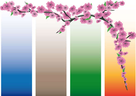 Sakura blossoms on colored bandsのイラスト素材