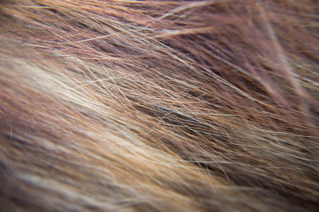 cat hair