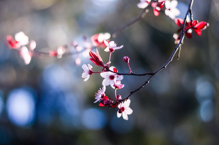 pink cherry blossoms in early springの写真素材