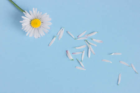 spring daisies on a blue background. women's Day.flat layの写真素材