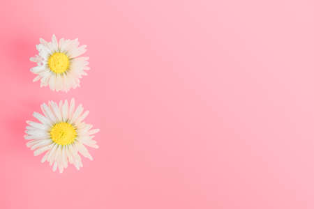 spring daisies on a pink background. women's Day.flat layの写真素材