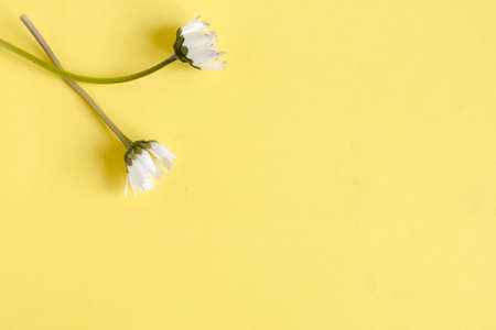 spring daisies on a yellow background. women's Day.flat layの写真素材