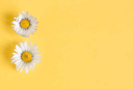 spring daisies on a yellow background. women's Day.flat layの写真素材