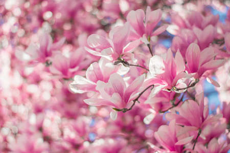 Magnolia tree bloom in spring. delicate pink bathing flowers in sunlight.の写真素材
