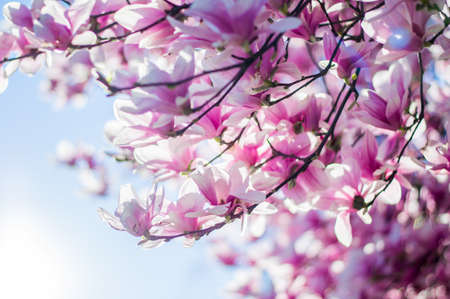 Magnolia tree bloom in spring. delicate pink bathing flowers in sunlight.の写真素材