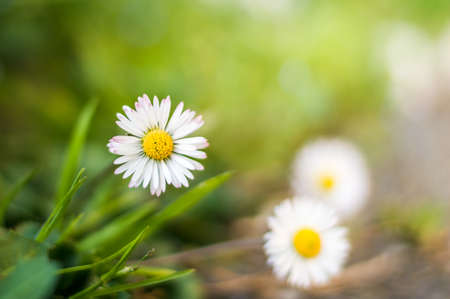 Blooming chamomile wildflowers in early spring sunlightの写真素材