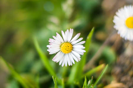 Blooming chamomile wildflowers in early spring sunlightの写真素材