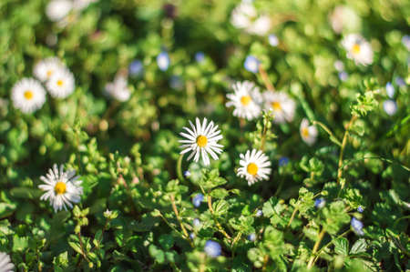 Blooming chamomile wildflowers in early spring sunlightの写真素材
