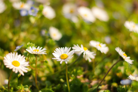 Blooming chamomile wildflowers in early spring sunlightの写真素材