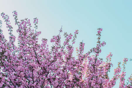 cherry blossoms that do into the sky.Blackground