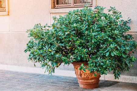 decor a large clay pot with leaves plant.の写真素材