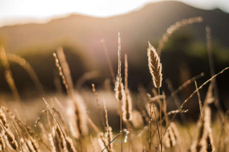 close up wheat in the sunset.Wheat field.の写真素材