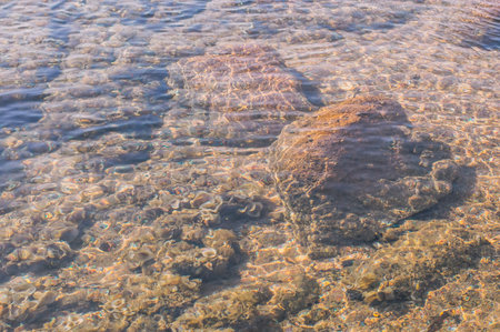 seabed background with stones, sand and shellsの写真素材