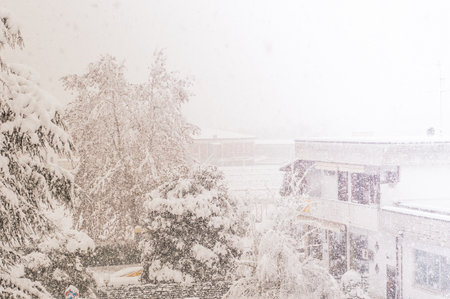 Snow covered Christmas trees and spruces against the background of falling snowの写真素材