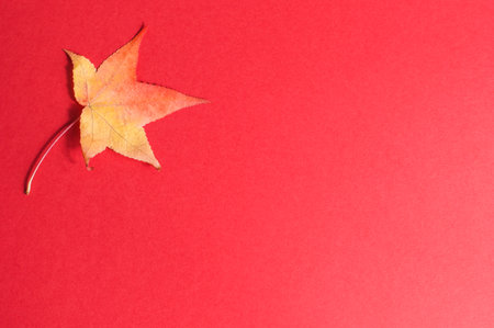 autumn leaves on a red background top view.の写真素材