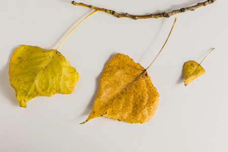 autumn leaves on a white background top view.Black text board for textの写真素材