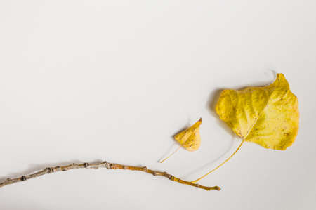autumn leaves on a white background top view.の写真素材