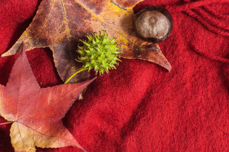 autumn leaves and chestnuts on a soft red background top view.の写真素材